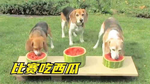 狗子喜欢吃瓜,揭秘狗狗对瓜果的偏爱之谜