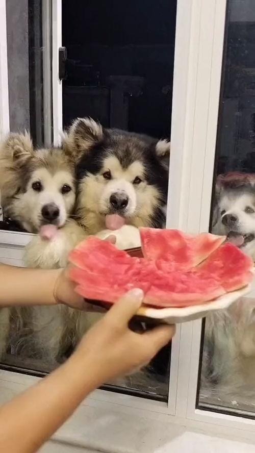 狗子喜欢吃瓜,揭秘狗狗对瓜果的偏爱之谜