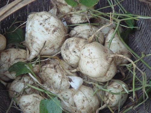 土瓜怎么吃熟的,土瓜的多样熟食烹饪法探索