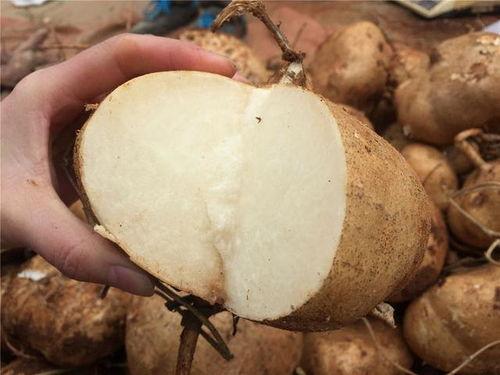 土瓜怎么吃熟的,土瓜的多样熟食烹饪法探索