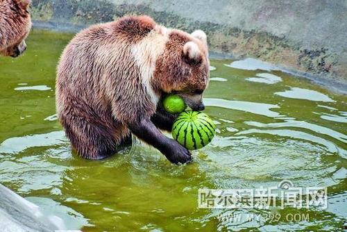 河里吃瓜动物,揭秘河里吃瓜动物的奇妙世界