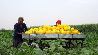 绿洲吃瓜打卡点,夏日炎炎，吃瓜群众的热闹聚集地