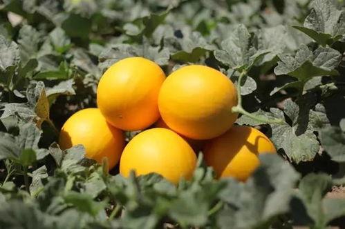 绿洲吃瓜打卡点,夏日炎炎,吃瓜群众的热闹聚集地