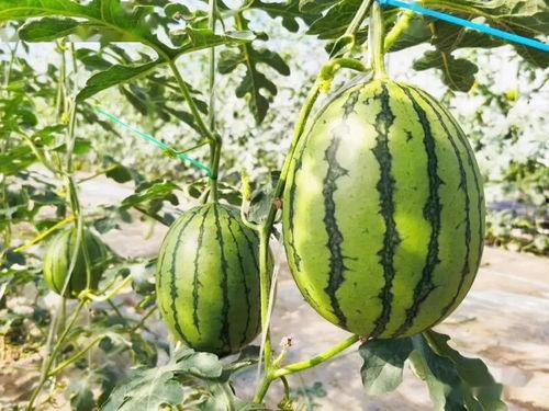 吃瓜的话去哪里,吃瓜群众眼中的明星幕后故事