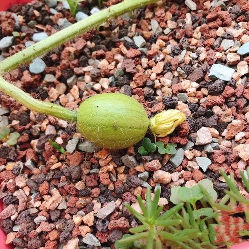 吃瓜段位图,从入门到精通