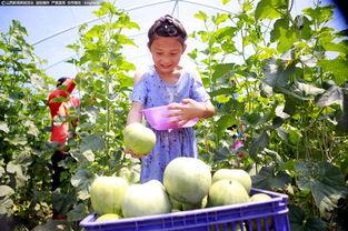 吃瓜段位图,从入门到精通