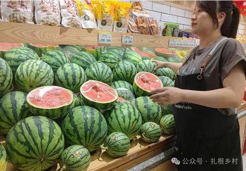 毛小姐吃瓜,毛小姐的瓜田奇遇记