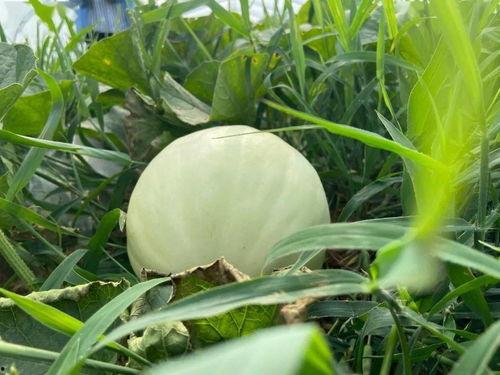 甜甜的童年吃瓜,那些年我们一起吃过的瓜