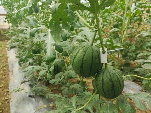 大发吃小瓜,一场美食与文化的盛宴