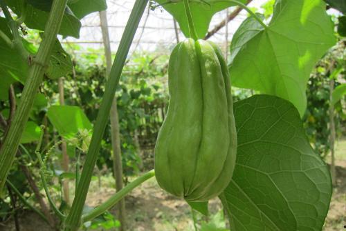 梦见老公给我吃佛手瓜,老公馈赠佛手瓜的甜蜜寓意