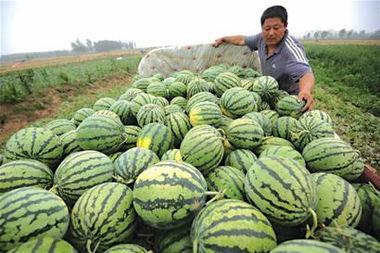 吃瓜卖瓜,吃瓜卖瓜两不误,共享夏日清凉时光