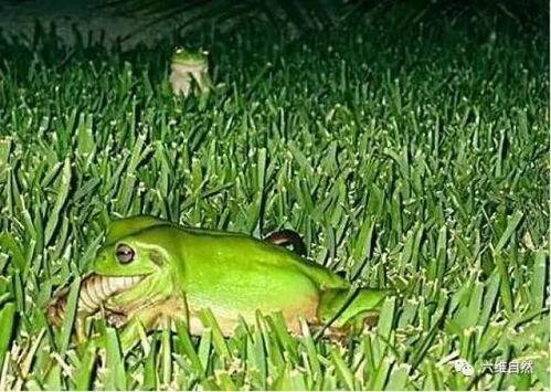 青蛙吃瓜现场,萌态十足引围观