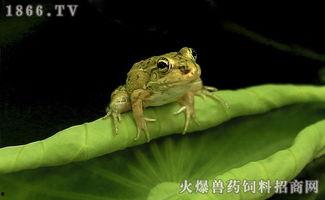 青蛙吃瓜现场,萌态十足引围观