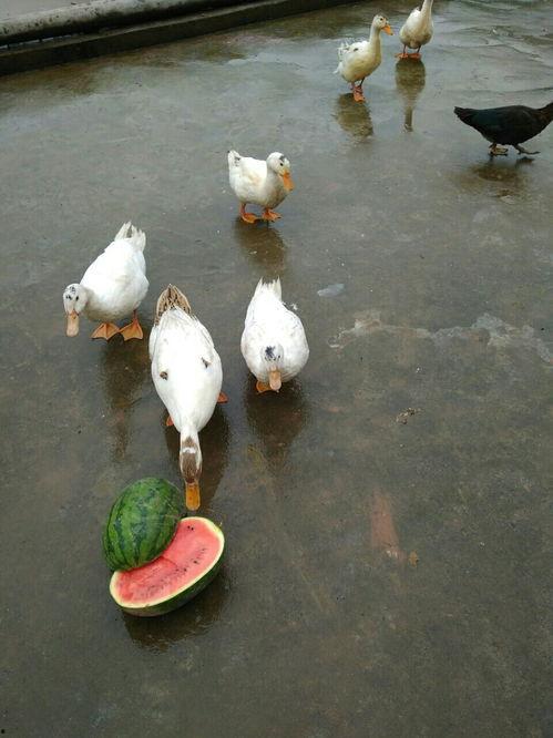 吃瓜鸭博客,带你领略网络舆论场的独特魅力