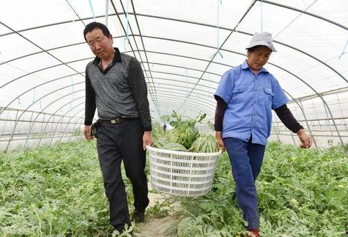 巢湖小学吃瓜,校园里的甜蜜误会